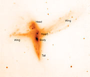 Anatomy of a bird